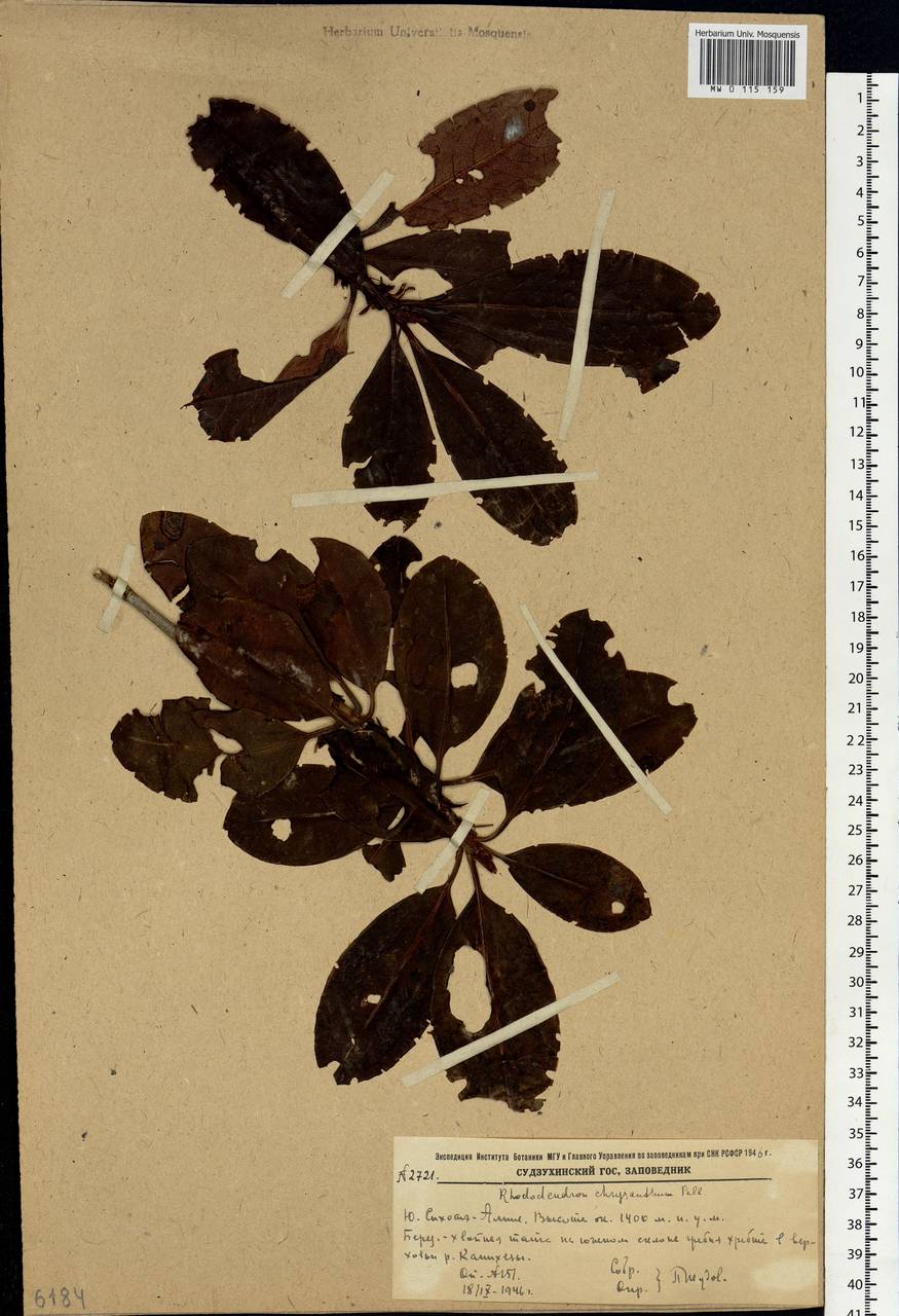 Rhododendron aureum Georgi, Siberia, Russian Far East (S6) (Russia)