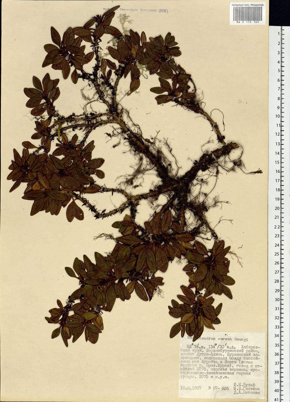 Rhododendron aureum Georgi, Siberia, Russian Far East (S6) (Russia)
