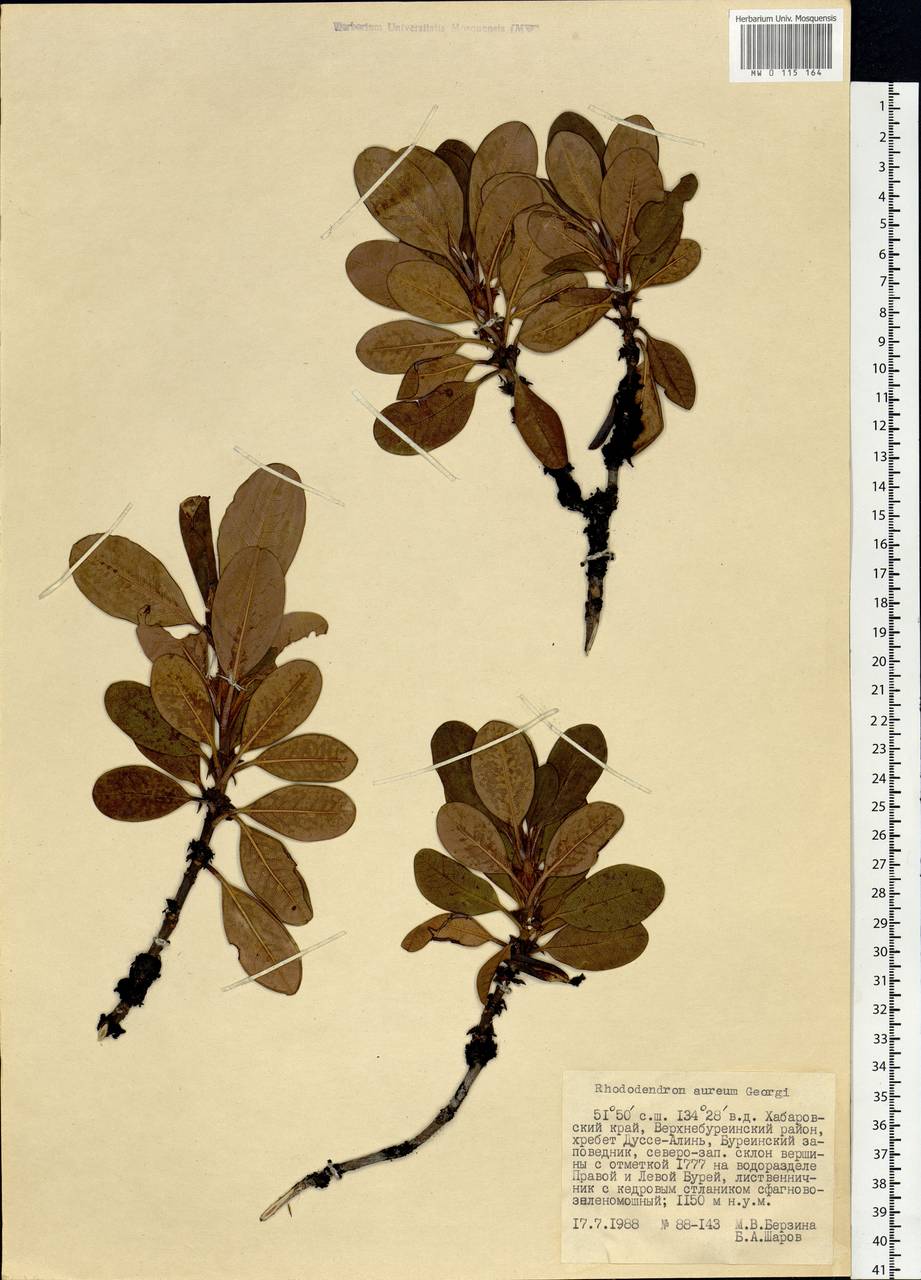 Rhododendron aureum Georgi, Siberia, Russian Far East (S6) (Russia)