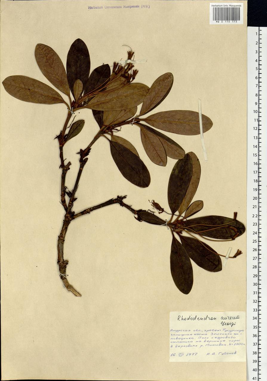 Rhododendron aureum Georgi, Siberia, Russian Far East (S6) (Russia)
