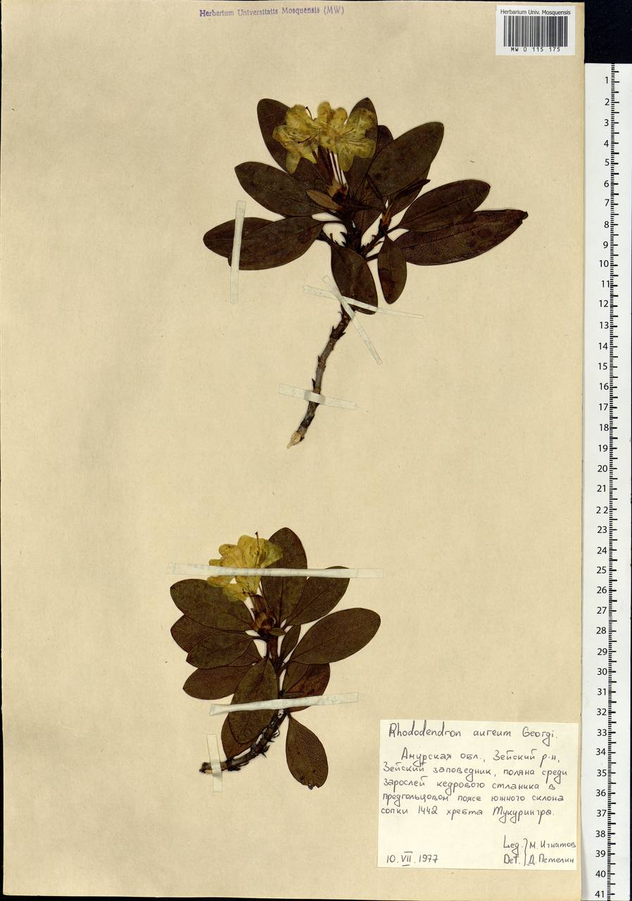 Rhododendron aureum Georgi, Siberia, Russian Far East (S6) (Russia)