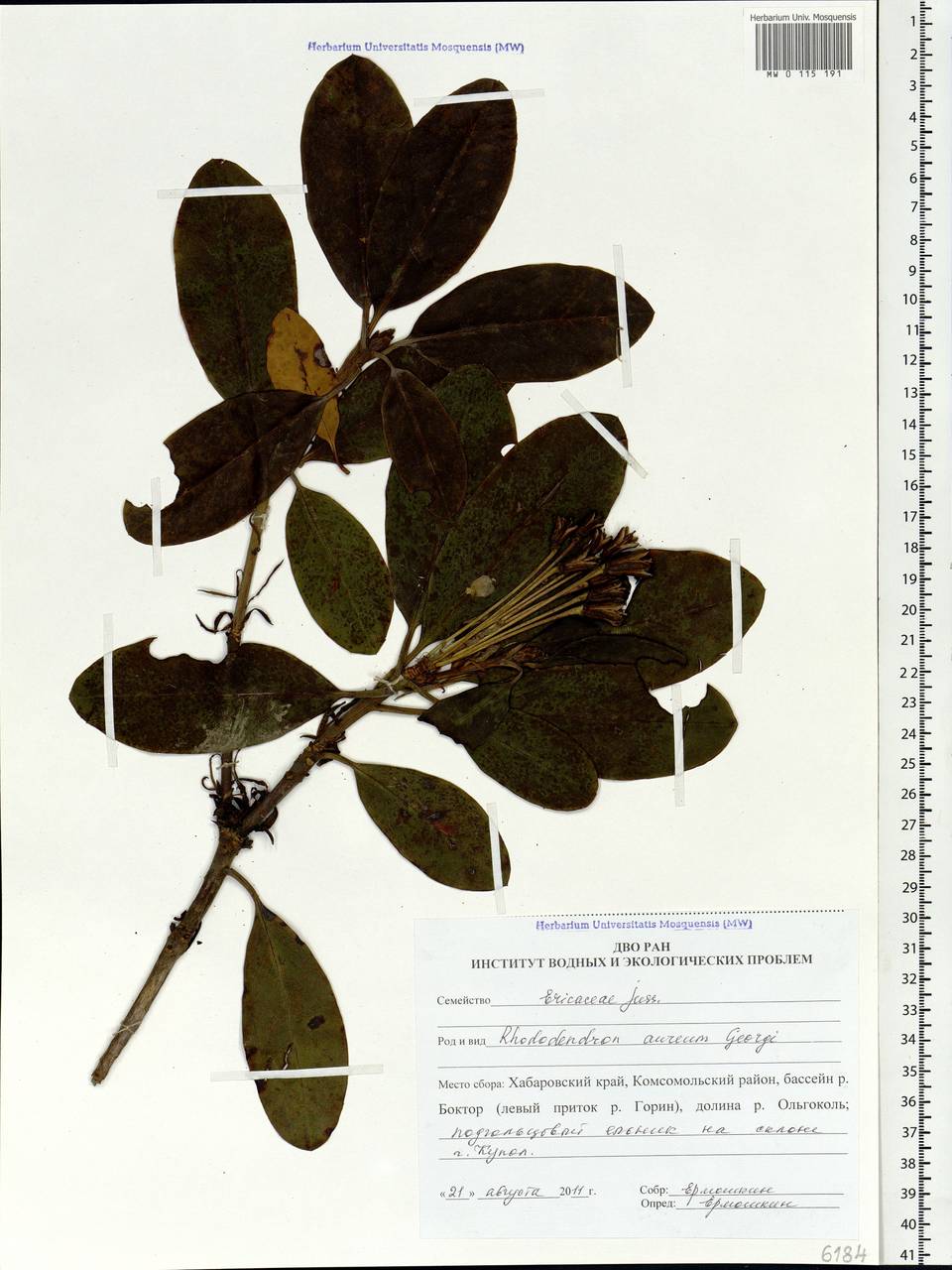 Rhododendron aureum Georgi, Siberia, Russian Far East (S6) (Russia)
