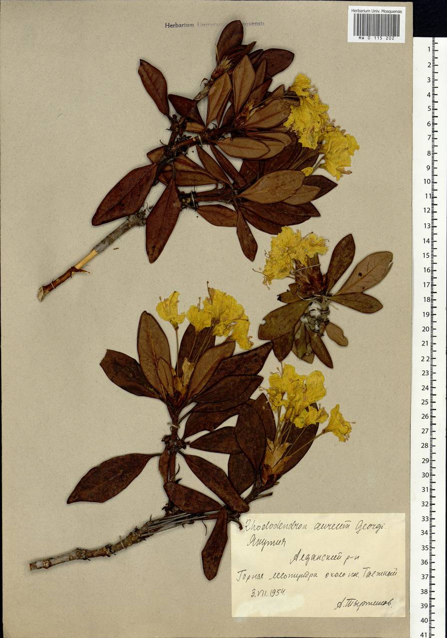 Rhododendron aureum Georgi, Siberia, Yakutia (S5) (Russia)