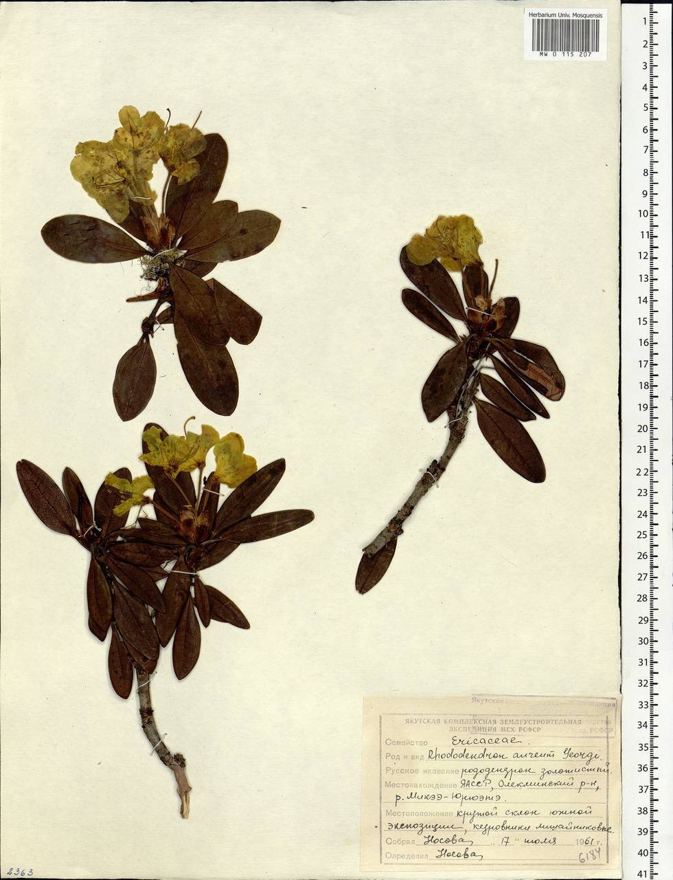 Rhododendron aureum Georgi, Siberia, Yakutia (S5) (Russia)