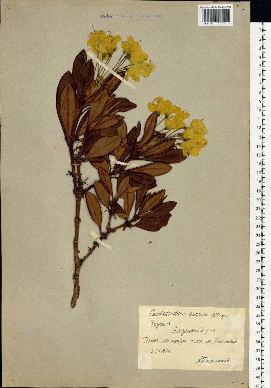 Rhododendron aureum Georgi, Siberia, Yakutia (S5) (Russia)