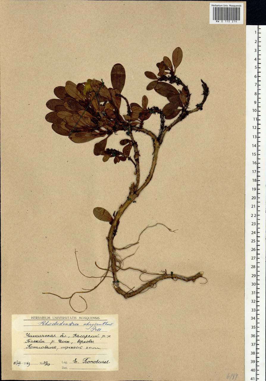 Rhododendron aureum Georgi, Siberia, Baikal & Transbaikal region (S4) (Russia)
