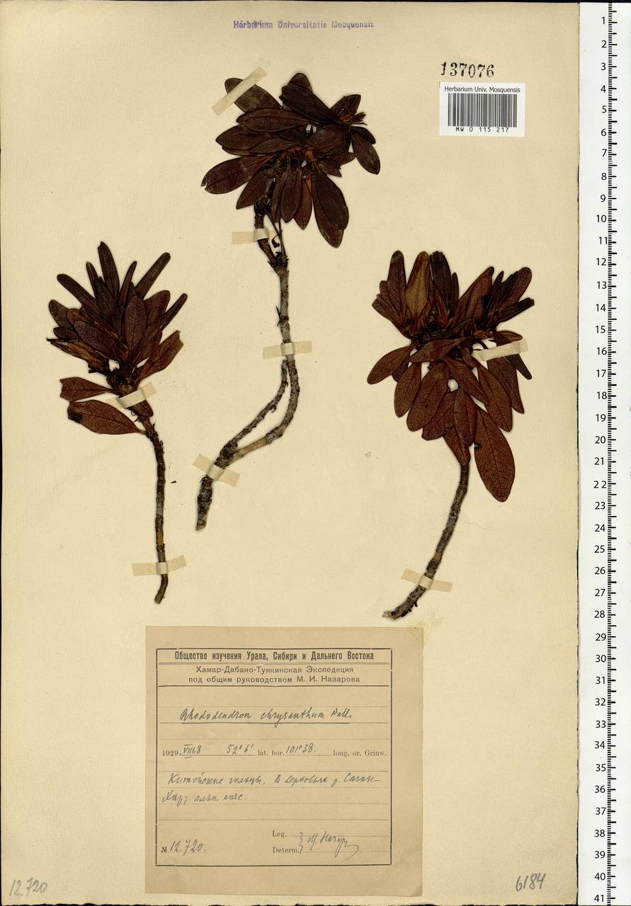 Rhododendron aureum Georgi, Siberia, Baikal & Transbaikal region (S4) (Russia)