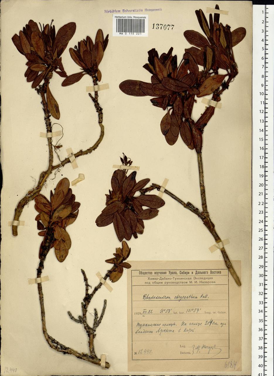 Rhododendron aureum Georgi, Siberia, Baikal & Transbaikal region (S4) (Russia)