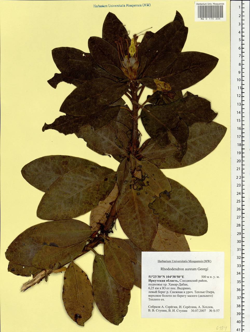 Rhododendron aureum Georgi, Siberia, Baikal & Transbaikal region (S4) (Russia)