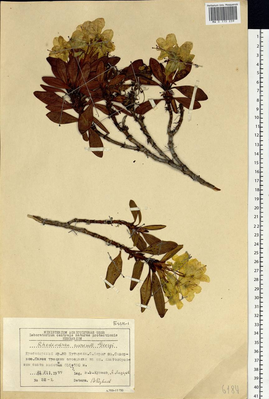 Rhododendron aureum Georgi, Siberia, Central Siberia (S3) (Russia)