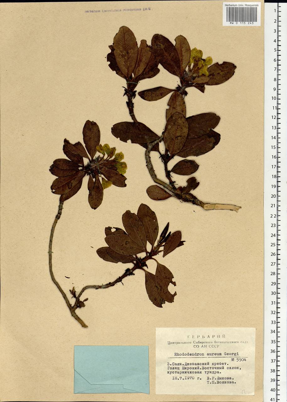 Rhododendron aureum Georgi, Siberia, Altai & Sayany Mountains (S2) (Russia)