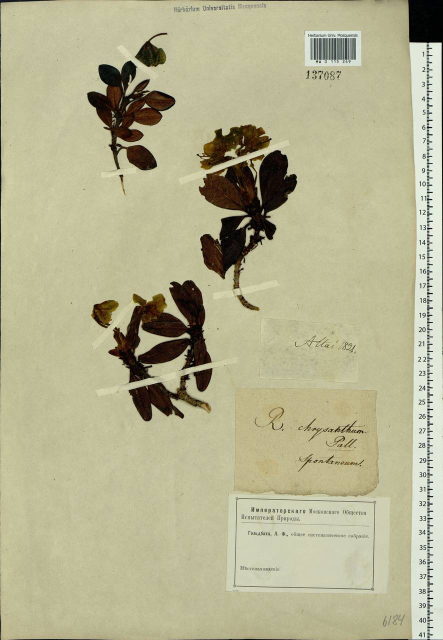 Rhododendron aureum Georgi, Siberia, Altai & Sayany Mountains (S2) (Russia)