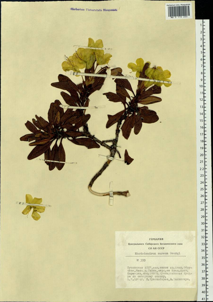 Rhododendron aureum Georgi, Siberia, Altai & Sayany Mountains (S2) (Russia)