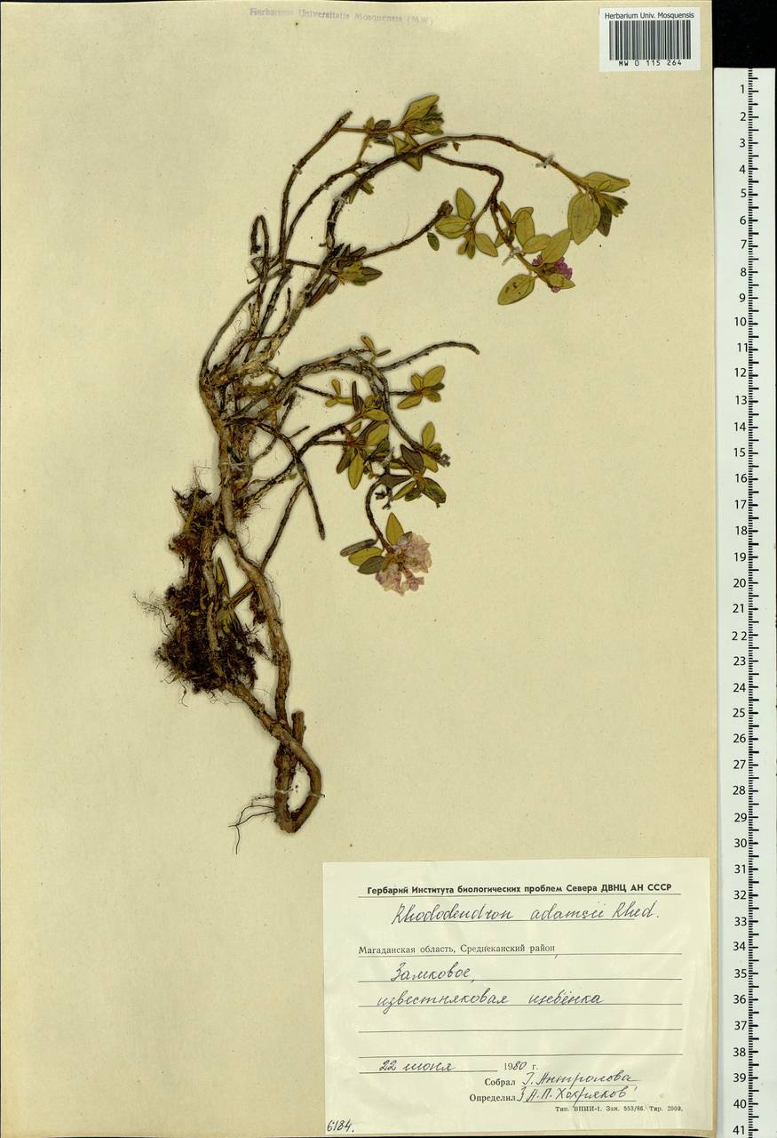 Rhododendron adamsii Rehder, Siberia, Chukotka & Kamchatka (S7) (Russia)