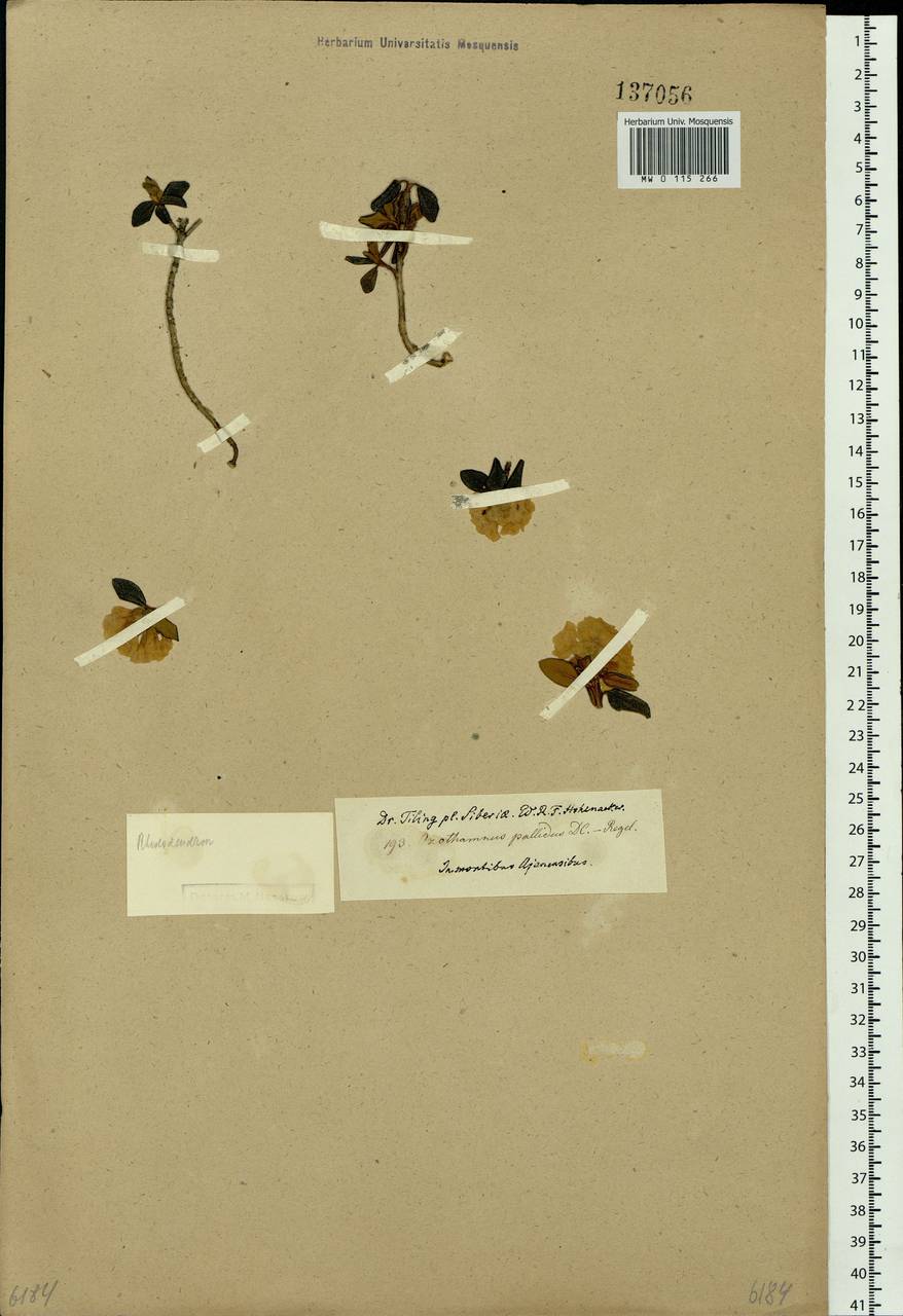 Rhododendron adamsii Rehder, Siberia, Russian Far East (S6) (Russia)