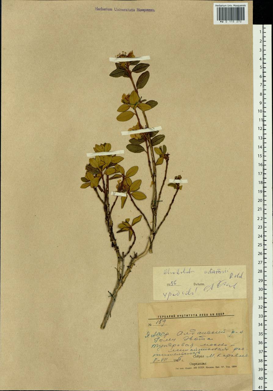 Rhododendron adamsii Rehder, Siberia, Yakutia (S5) (Russia)