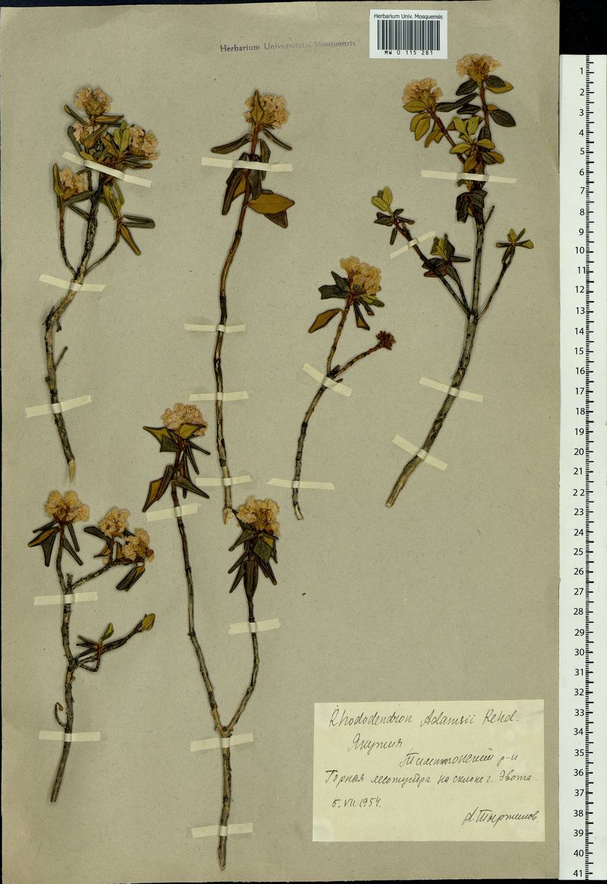 Rhododendron adamsii Rehder, Siberia, Yakutia (S5) (Russia)