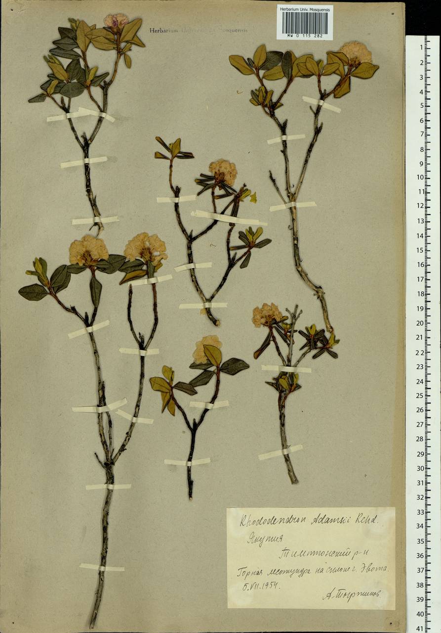 Rhododendron adamsii Rehder, Siberia, Yakutia (S5) (Russia)