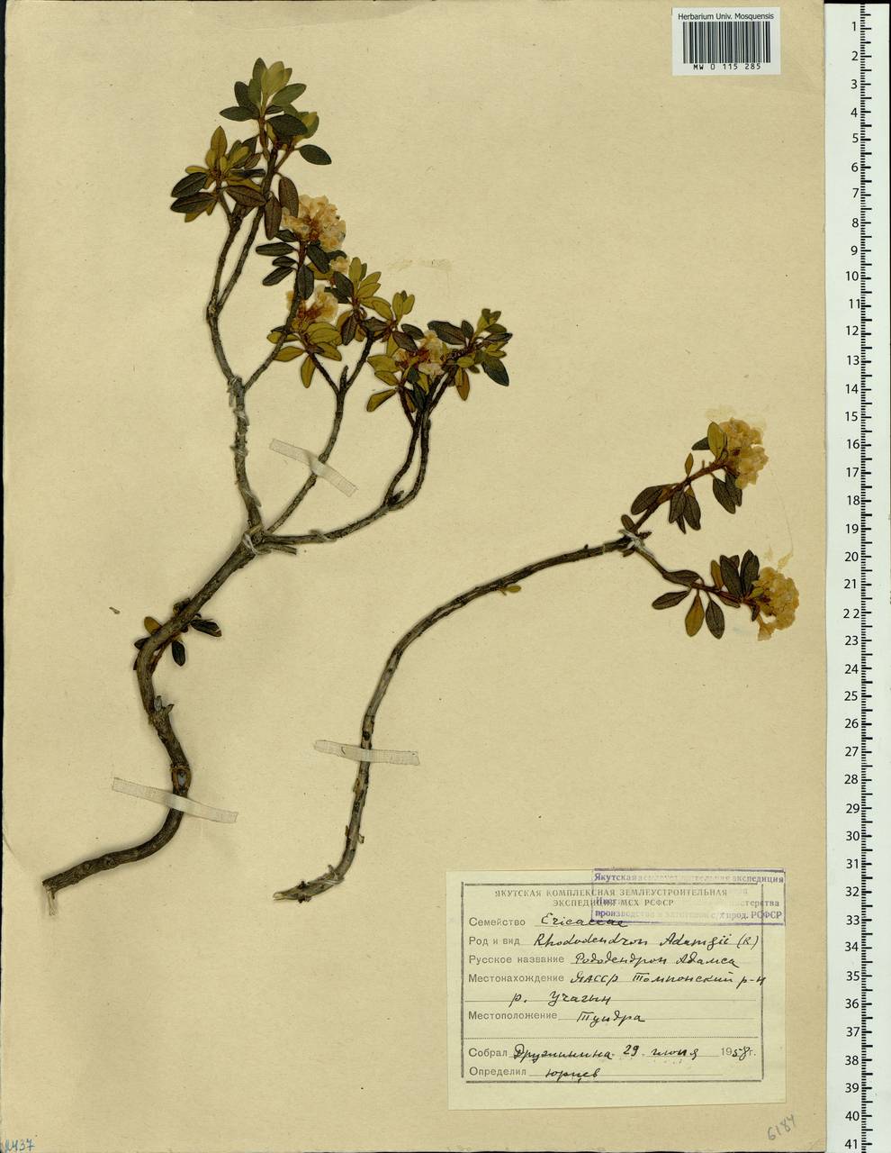 Rhododendron adamsii Rehder, Siberia, Yakutia (S5) (Russia)