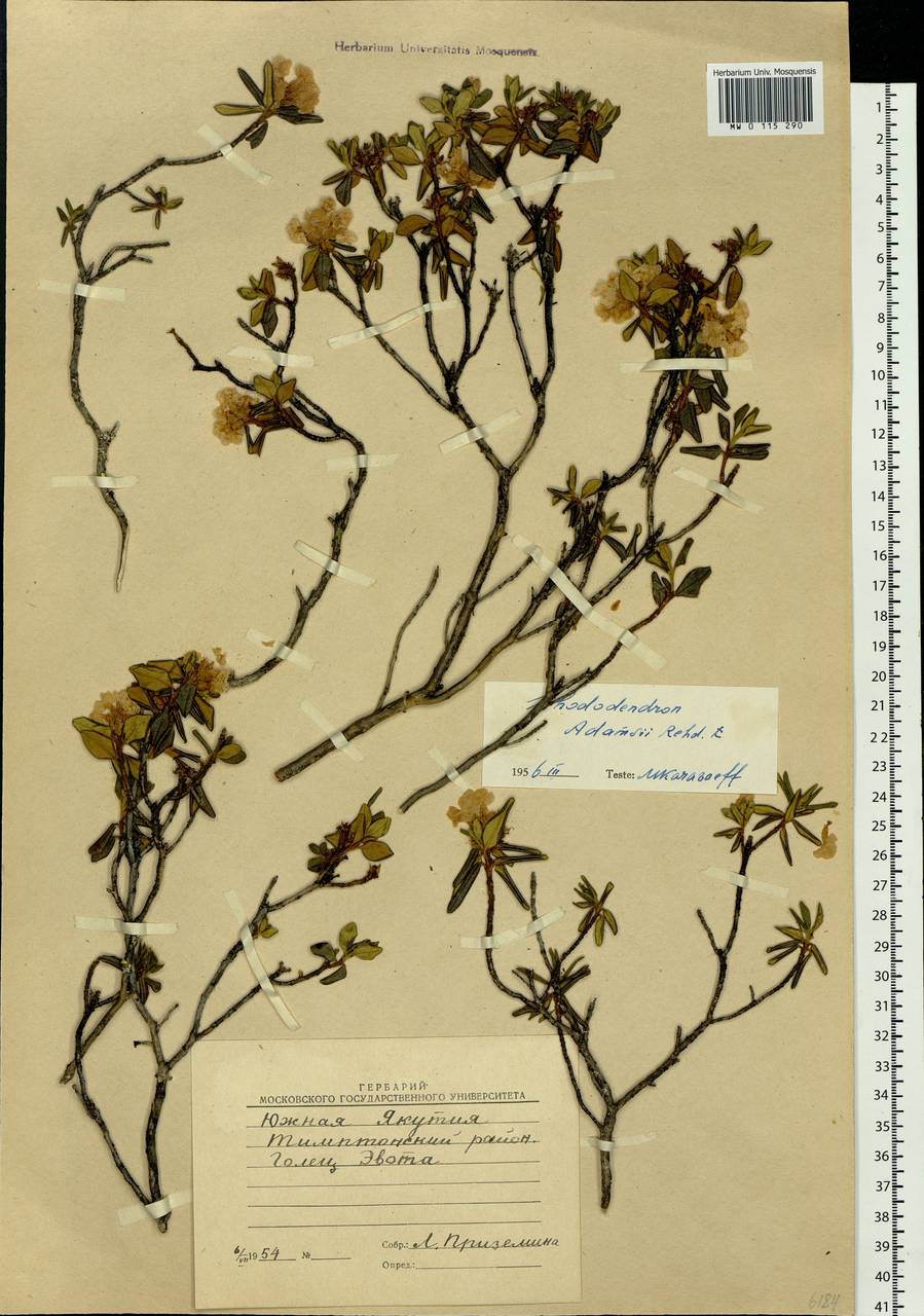 Rhododendron adamsii Rehder, Siberia, Yakutia (S5) (Russia)