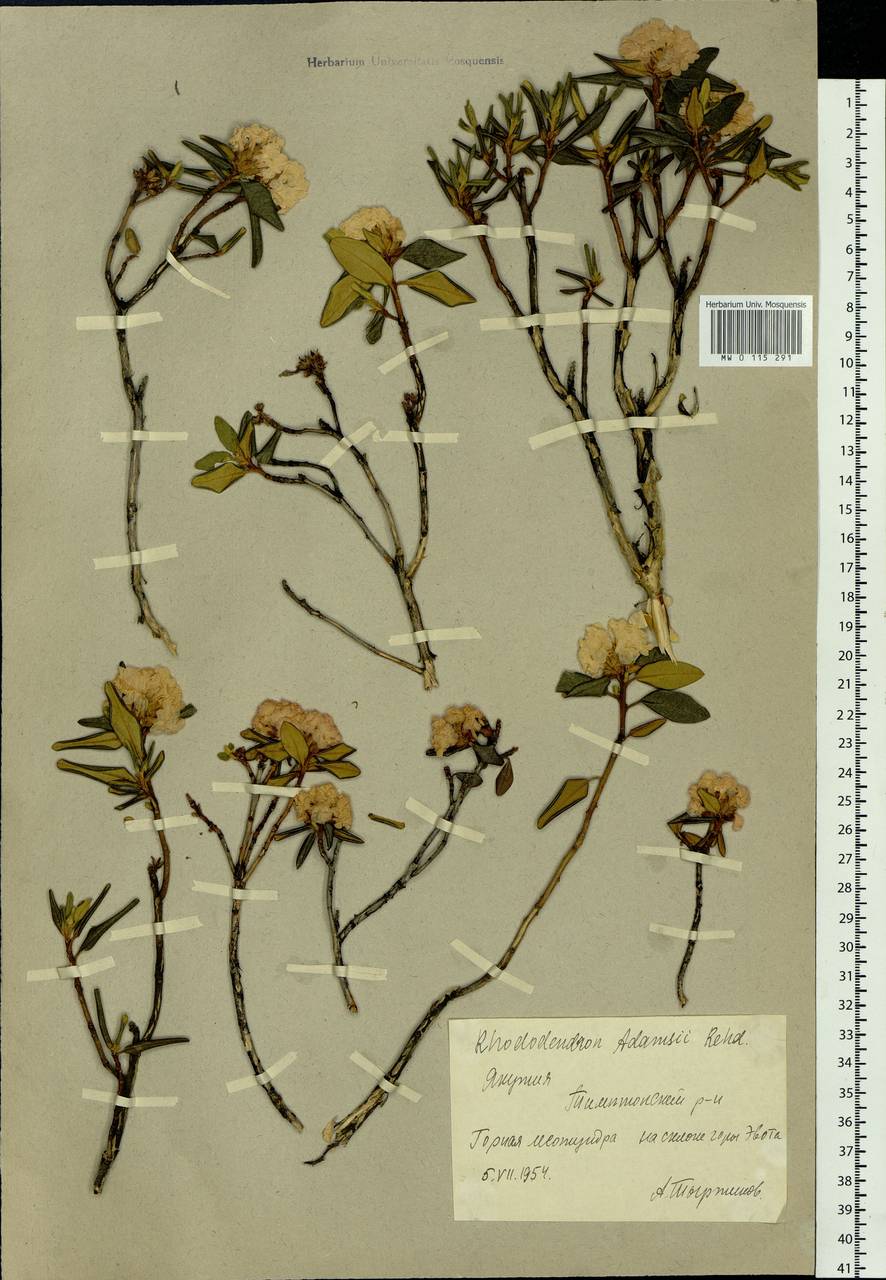 Rhododendron adamsii Rehder, Siberia, Yakutia (S5) (Russia)