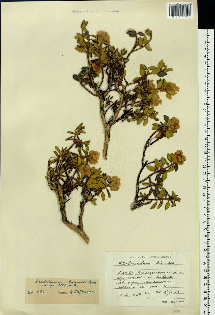 Rhododendron adamsii Rehder, Siberia, Yakutia (S5) (Russia)