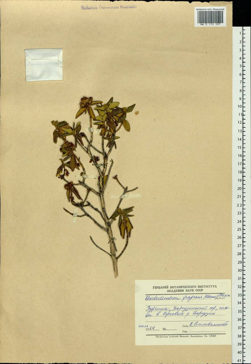 Rhododendron adamsii Rehder, Siberia, Baikal & Transbaikal region (S4) (Russia)