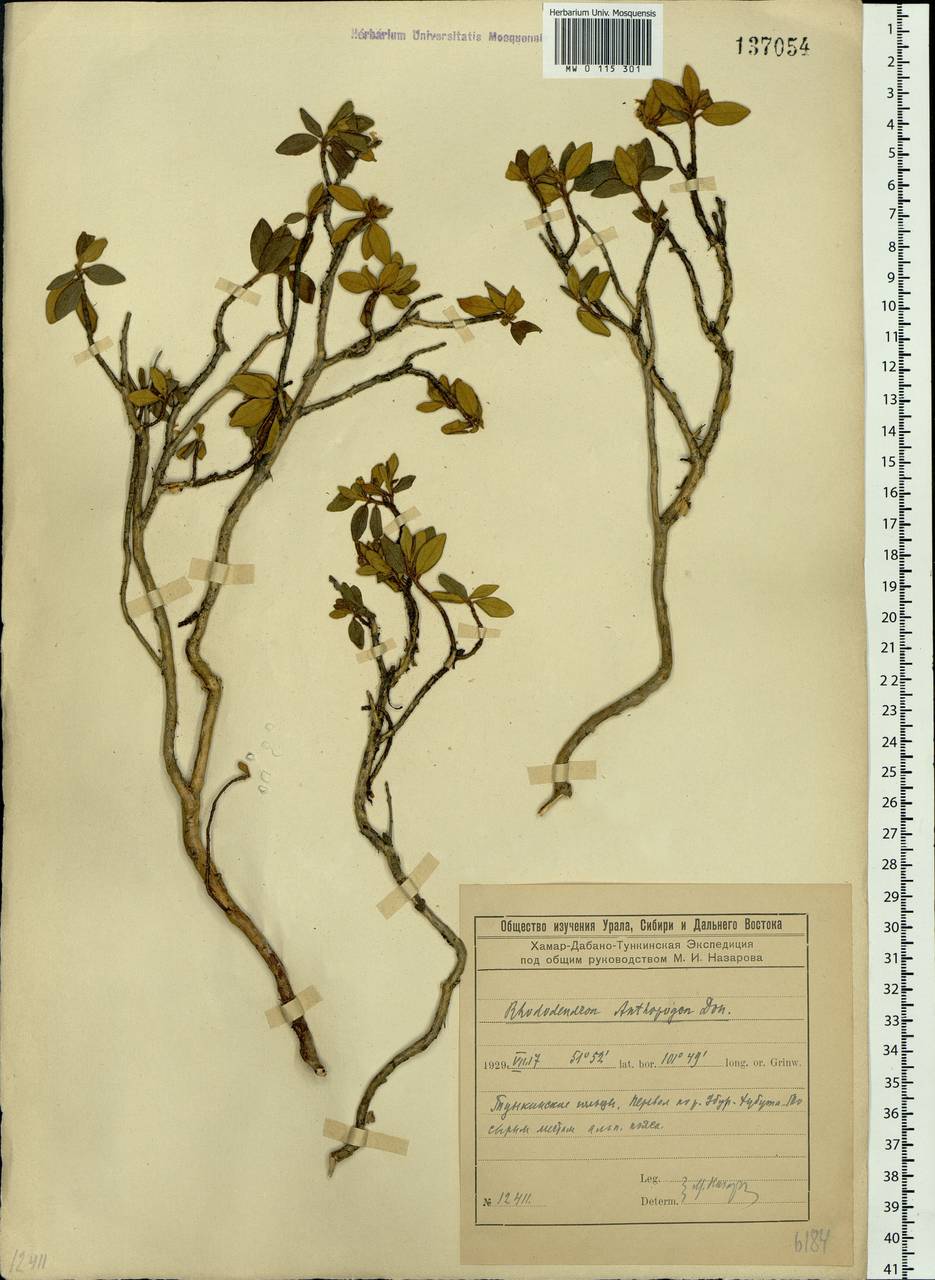 Rhododendron adamsii Rehder, Siberia, Baikal & Transbaikal region (S4) (Russia)