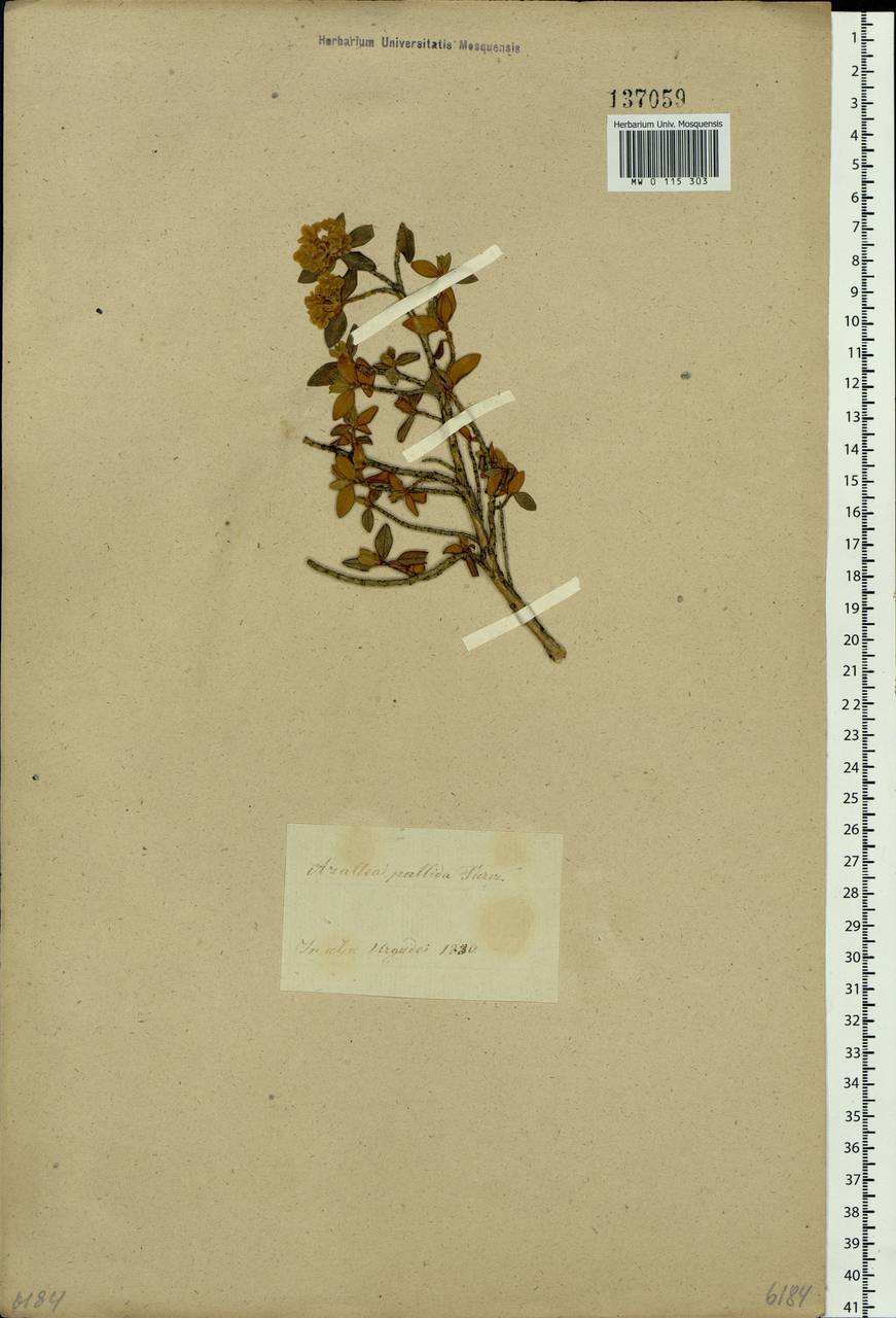 Rhododendron adamsii Rehder, Siberia, Baikal & Transbaikal region (S4) (Russia)
