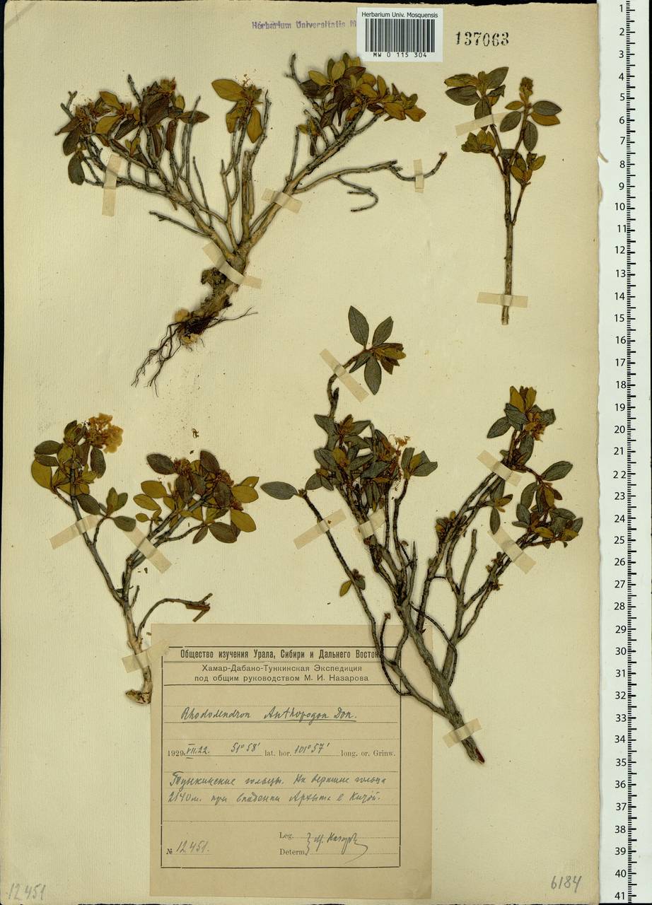 Rhododendron adamsii Rehder, Siberia, Baikal & Transbaikal region (S4) (Russia)