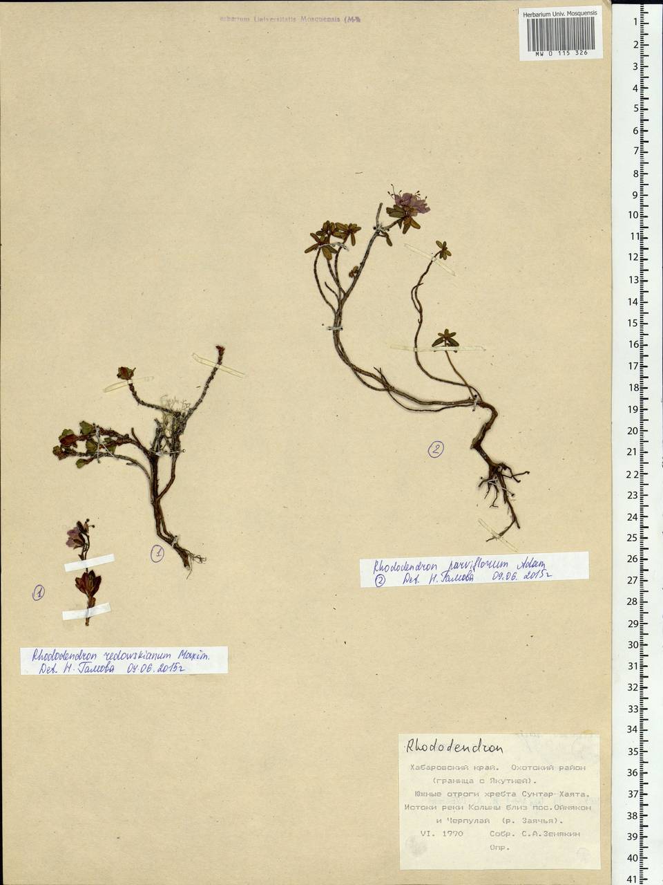 Rhododendron redowskianum Maxim., Siberia, Russian Far East (S6) (Russia)