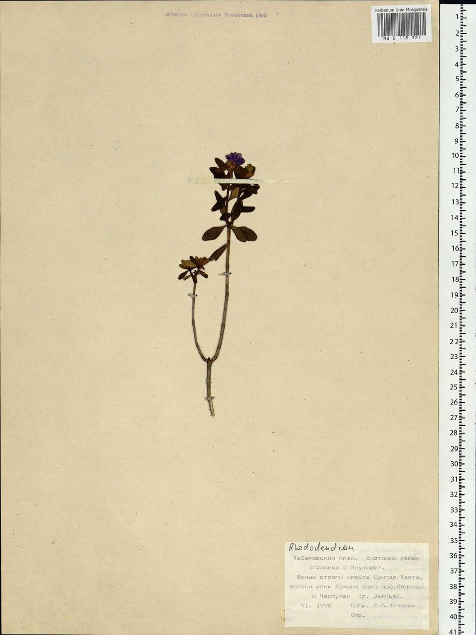 Rhododendron dauricum L., Siberia, Russian Far East (S6) (Russia)