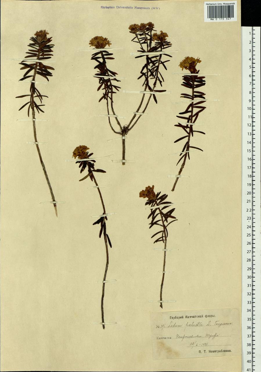 Rhododendron tomentosum (Stokes) Harmaja, Siberia, Chukotka & Kamchatka (S7) (Russia)