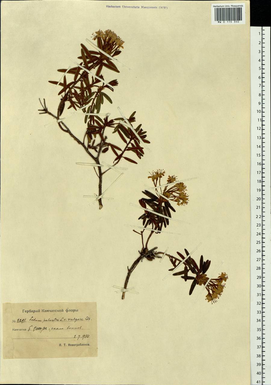 Rhododendron tomentosum (Stokes) Harmaja, Siberia, Chukotka & Kamchatka (S7) (Russia)