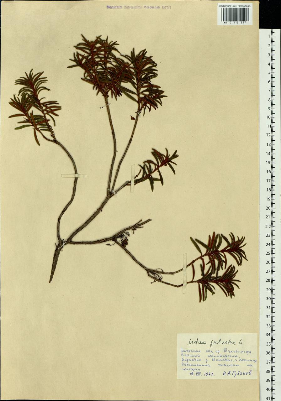 Rhododendron tomentosum (Stokes) Harmaja, Siberia, Russian Far East (S6) (Russia)