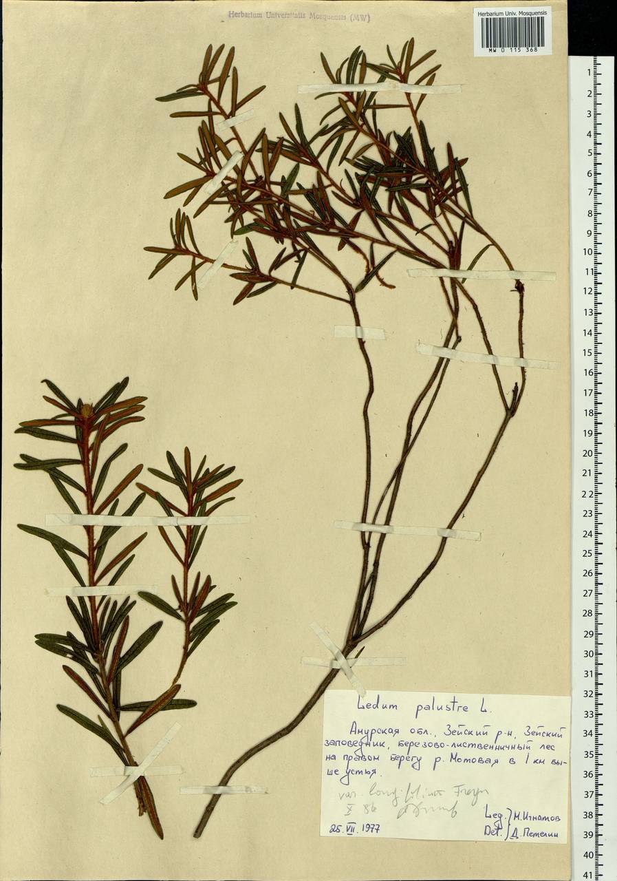 Rhododendron tomentosum (Stokes) Harmaja, Siberia, Russian Far East (S6) (Russia)