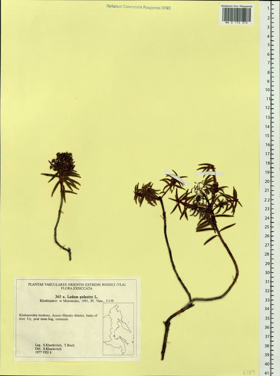 Rhododendron tomentosum (Stokes) Harmaja, Siberia, Russian Far East (S6) (Russia)
