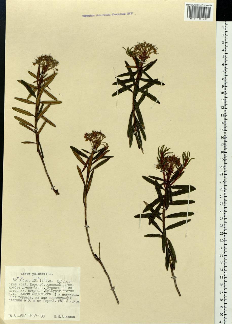 Rhododendron tomentosum (Stokes) Harmaja, Siberia, Russian Far East (S6) (Russia)