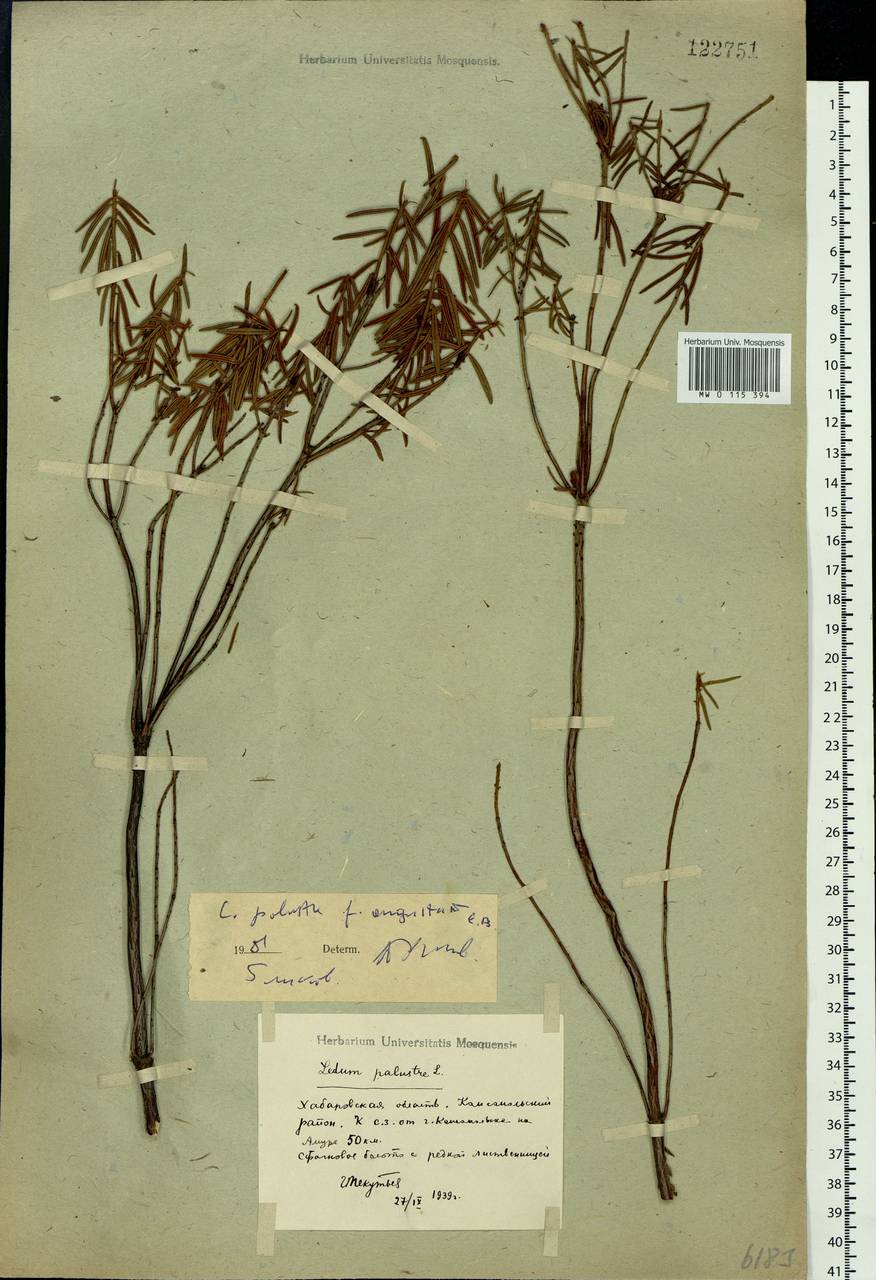 Rhododendron tomentosum (Stokes) Harmaja, Siberia, Russian Far East (S6) (Russia)