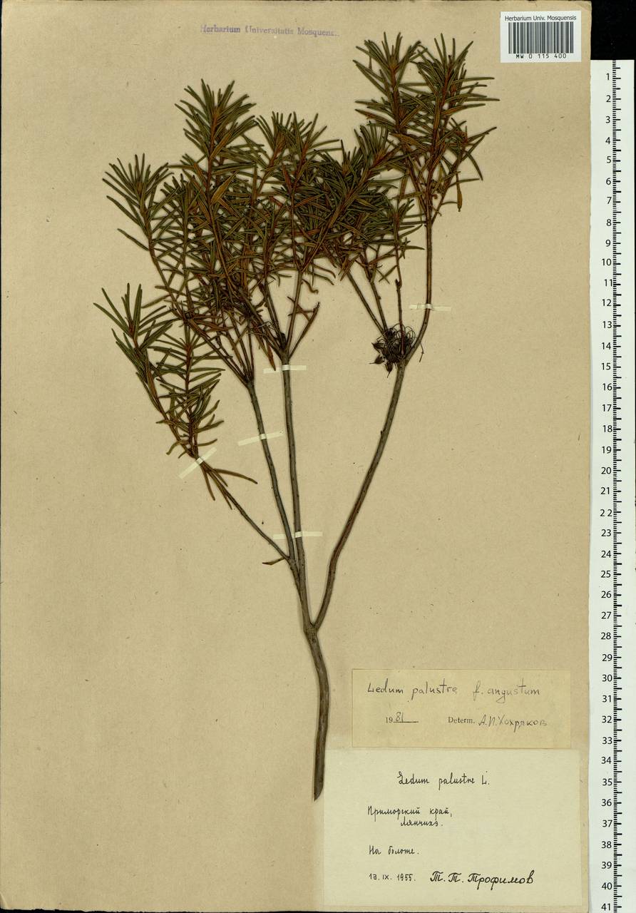 Rhododendron tomentosum (Stokes) Harmaja, Siberia, Russian Far East (S6) (Russia)