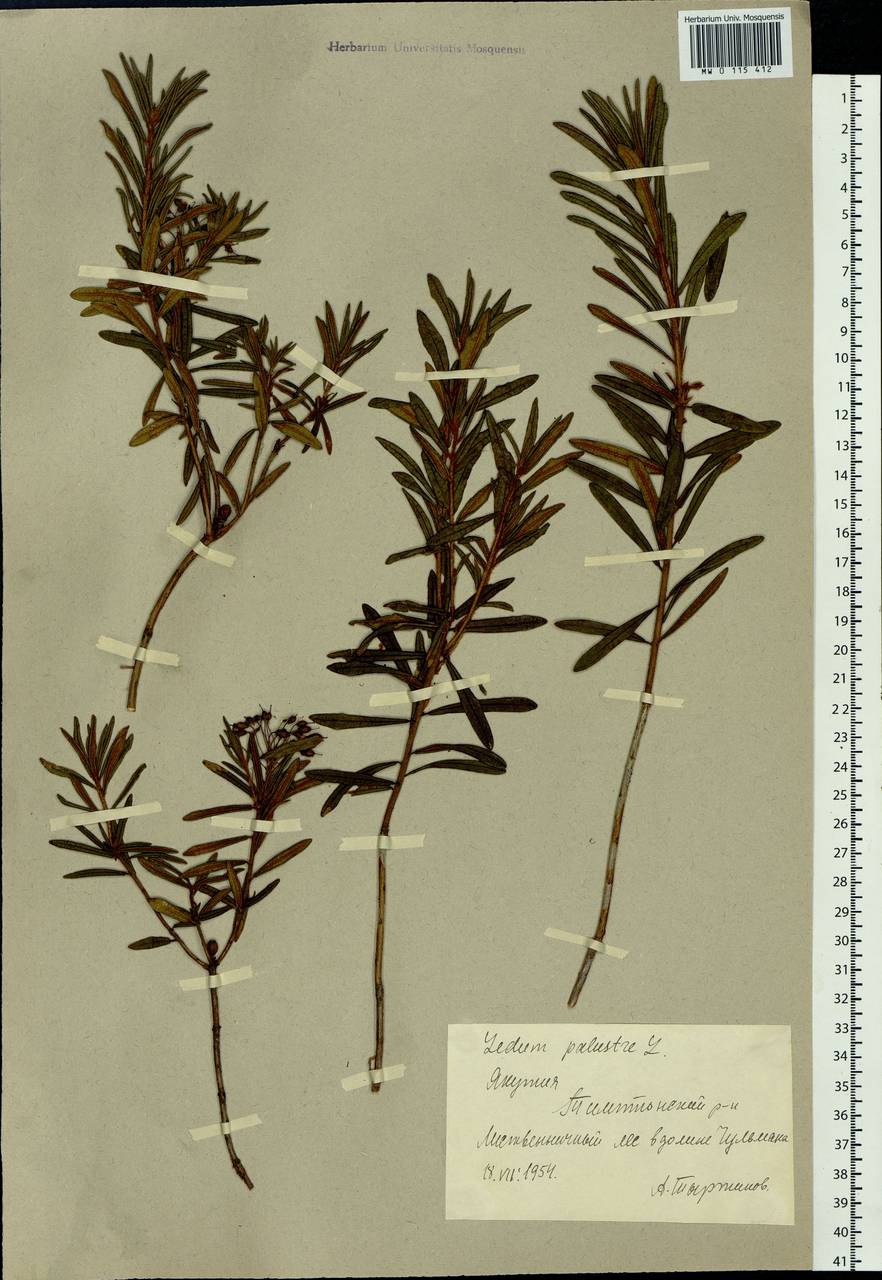Rhododendron tomentosum (Stokes) Harmaja, Siberia, Yakutia (S5) (Russia)