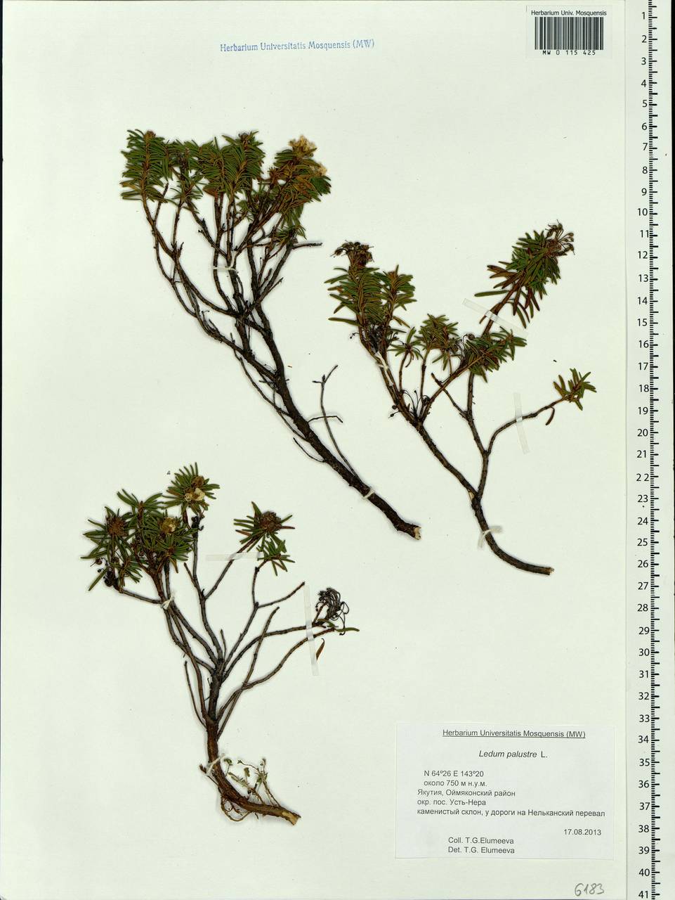 Rhododendron tomentosum (Stokes) Harmaja, Siberia, Yakutia (S5) (Russia)