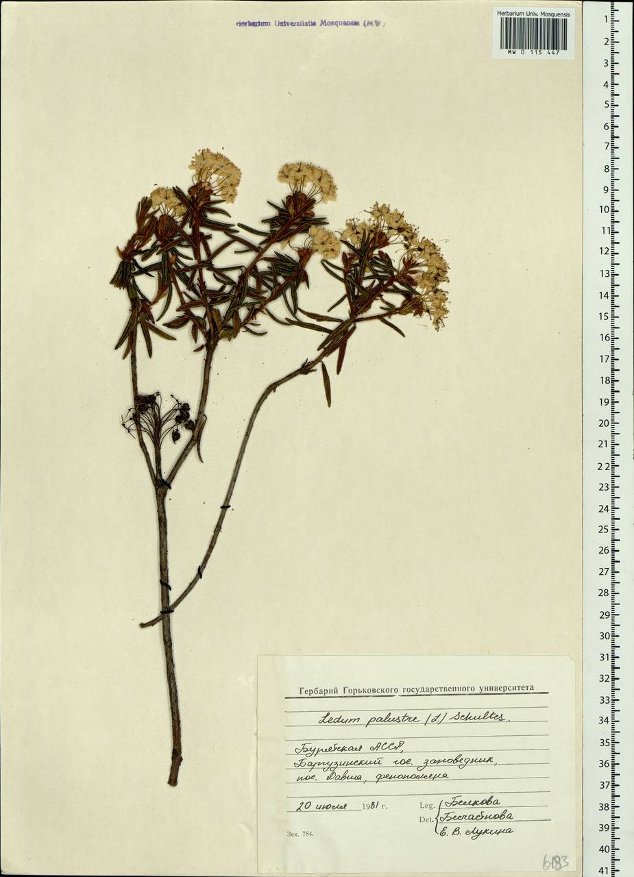 Rhododendron tomentosum (Stokes) Harmaja, Siberia, Baikal & Transbaikal region (S4) (Russia)