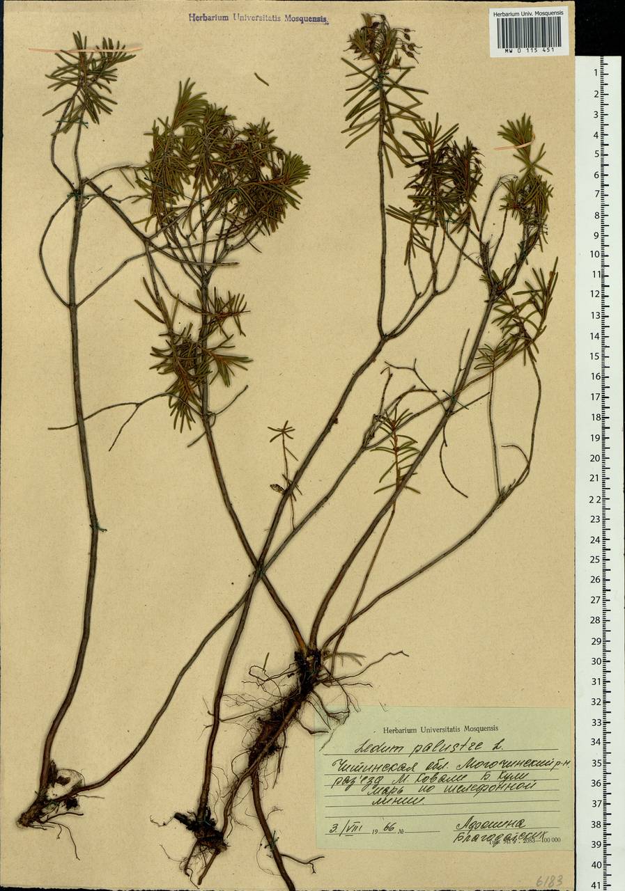 Rhododendron tomentosum (Stokes) Harmaja, Siberia, Baikal & Transbaikal region (S4) (Russia)