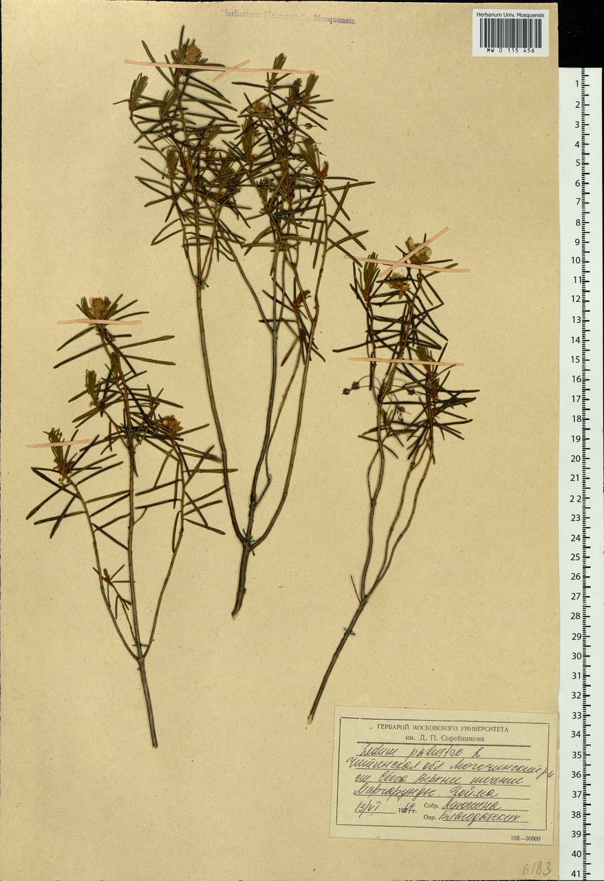 Rhododendron tomentosum (Stokes) Harmaja, Siberia, Baikal & Transbaikal region (S4) (Russia)