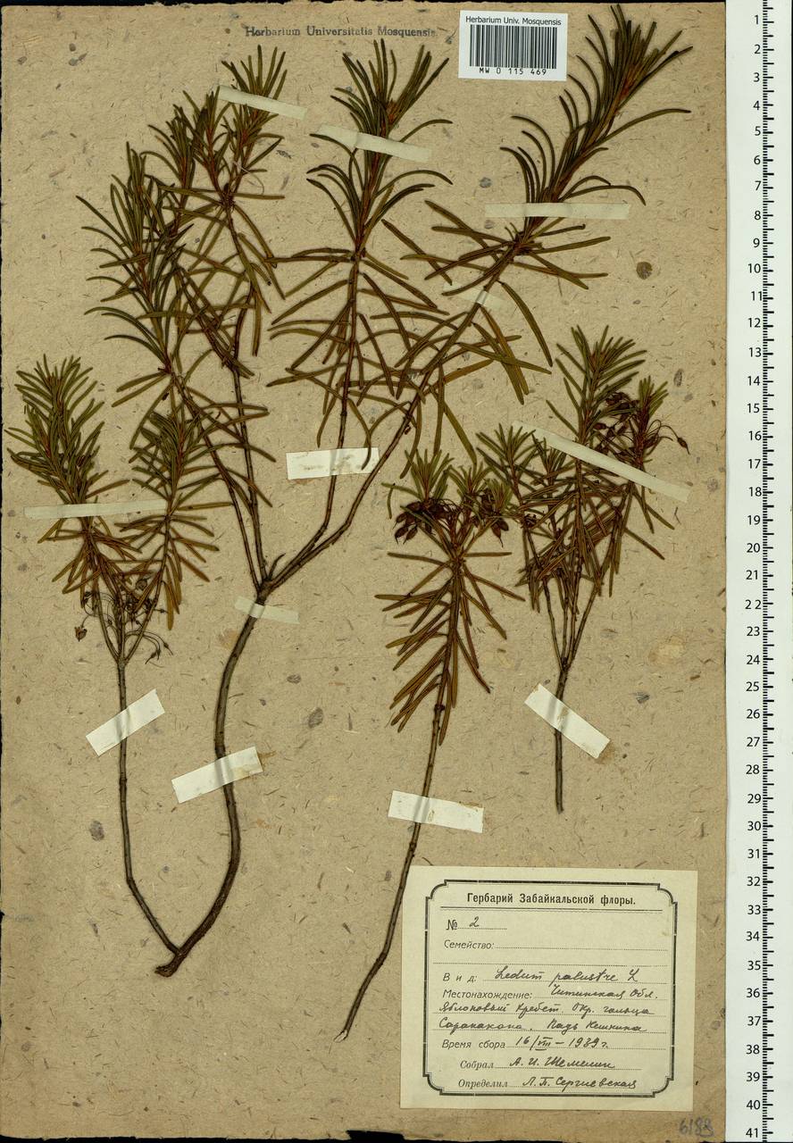 Rhododendron tomentosum (Stokes) Harmaja, Siberia, Baikal & Transbaikal region (S4) (Russia)