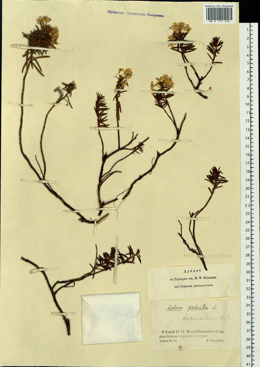 Rhododendron tomentosum (Stokes) Harmaja, Siberia, Central Siberia (S3) (Russia)