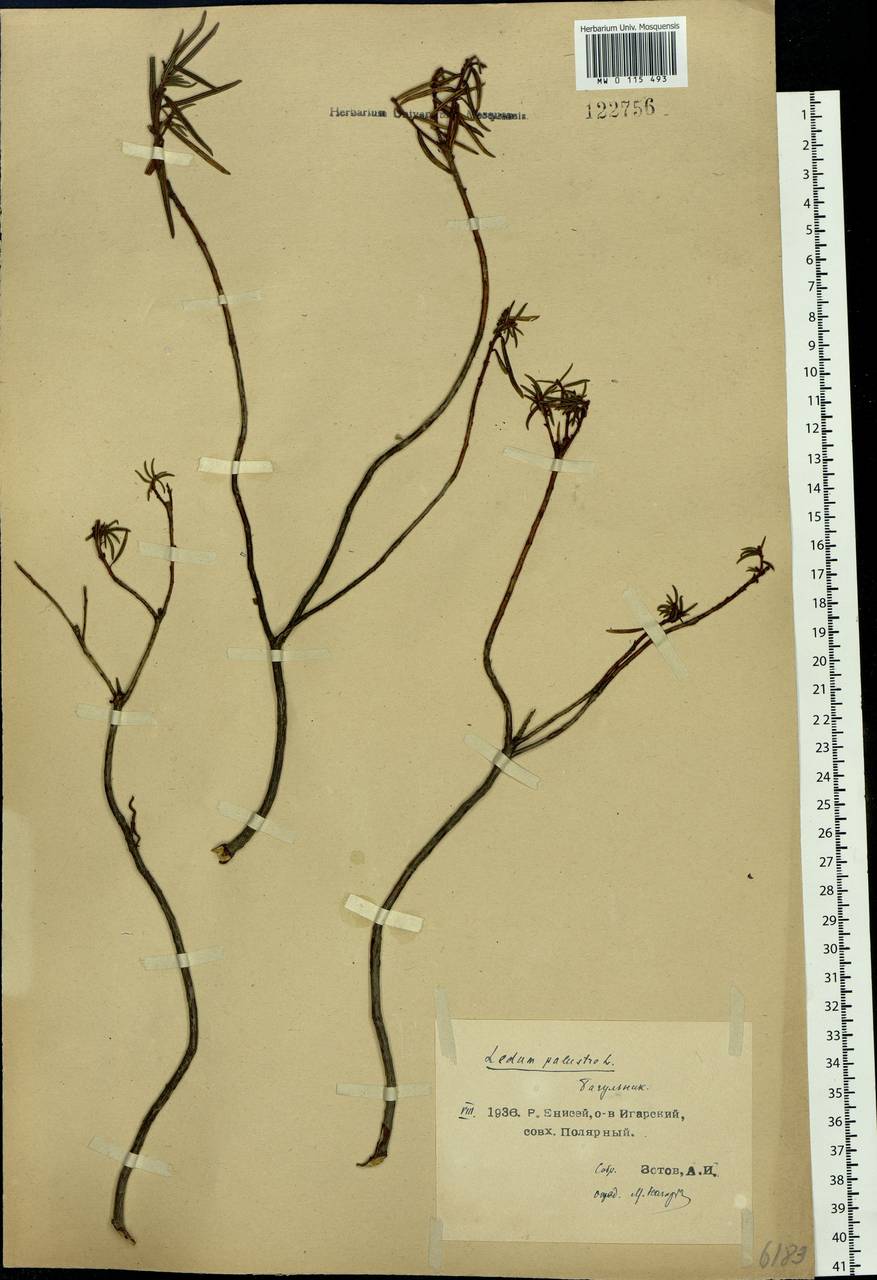Rhododendron tomentosum (Stokes) Harmaja, Siberia, Central Siberia (S3) (Russia)