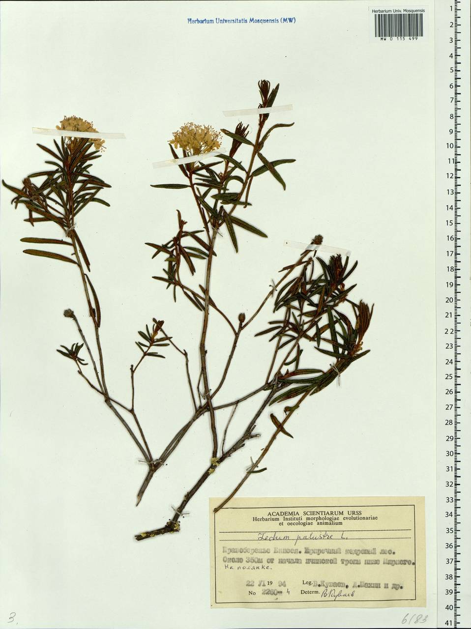 Rhododendron tomentosum (Stokes) Harmaja, Siberia, Central Siberia (S3) (Russia)