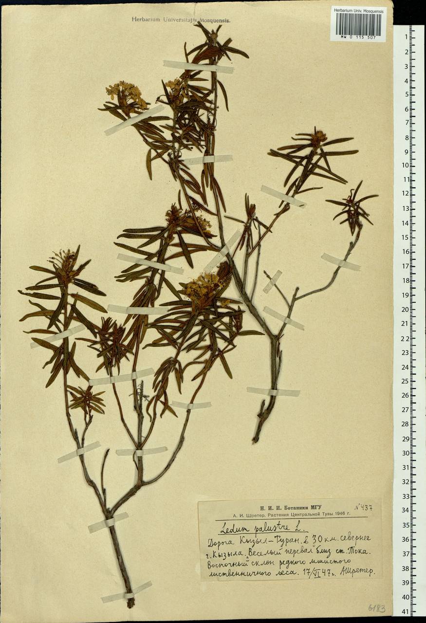 Rhododendron tomentosum (Stokes) Harmaja, Siberia, Altai & Sayany Mountains (S2) (Russia)
